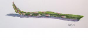 watercolor of asparagus