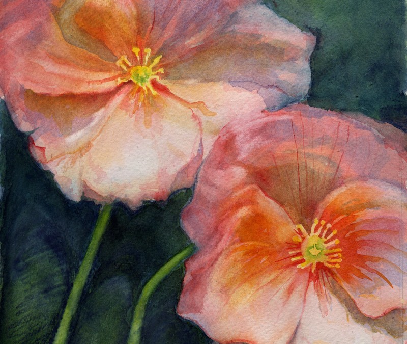 watercolor of poppies