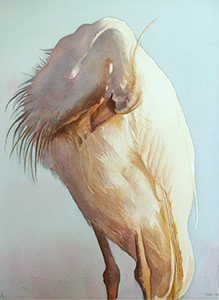 watercolor of preening egret