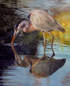 wading heron at dusk