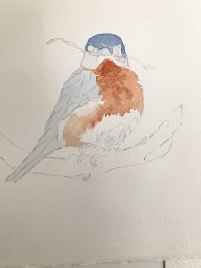 bluebird drawing on hot press paper
