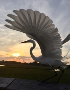 photo of egret