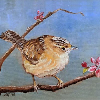 Wren welcoming spring